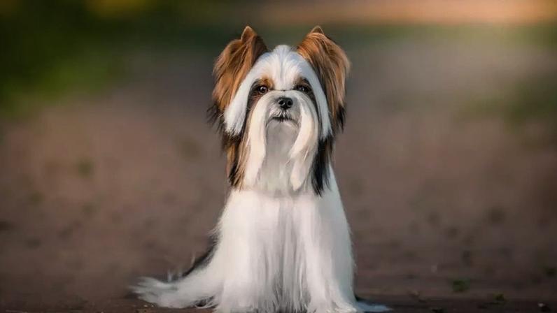 As características únicas do biewer terrier conquistaram admiradores em diferentes países