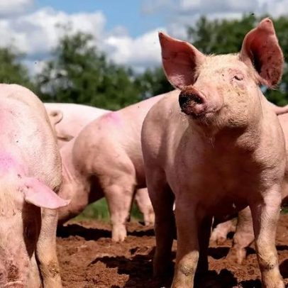 Porcos na lama revelam como o ambiente influencia a inteligência