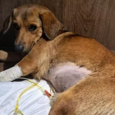 Campanha de ajuda para cirurgia do Caramelo atropelado