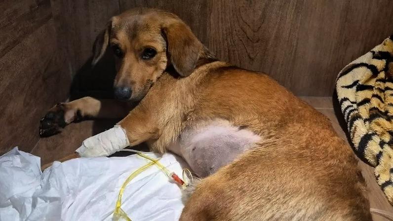 Ajuda para a cirurgia do Caramelo atropelado