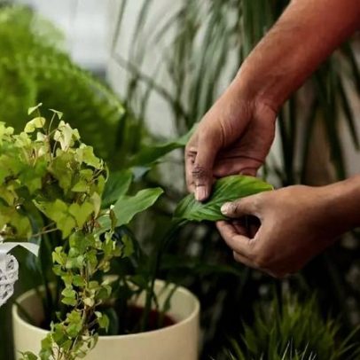 Ministério da Agricultura recomenda 5 plantas para reduzir insetos em casa