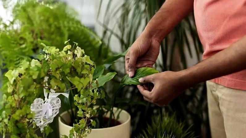 Ministério da Agricultura recomenda 5 plantas para reduzir insetos em casa