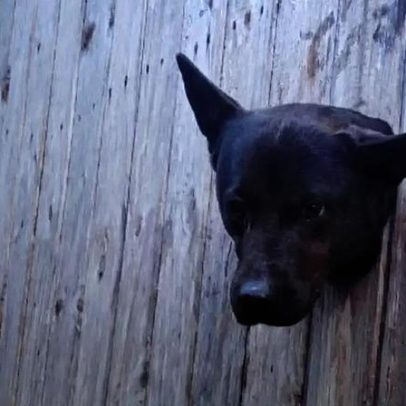 Cão fica preso em parede de casa e mobiliza resgate em Passo Fundo