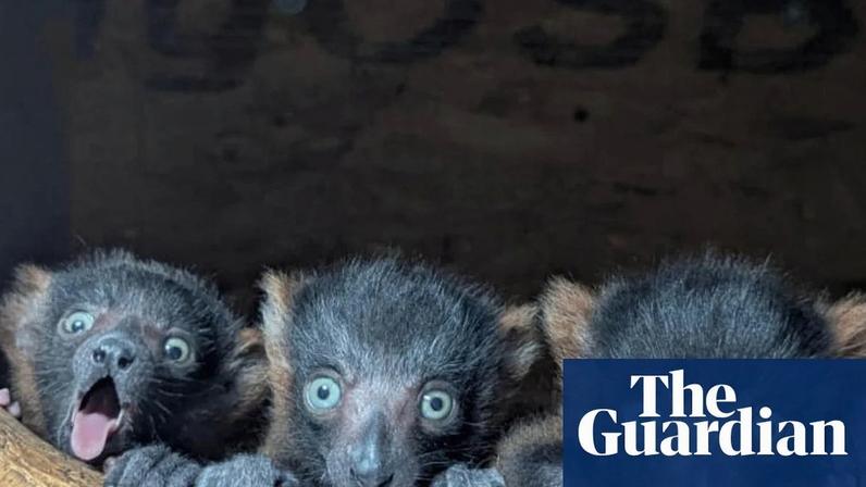 Baby boom: a Devon wildlife charity is celebrating the birth of four critically endangered red-ruffed lemurs. Photograph: Shaldon Wildlife Trust/SWNS