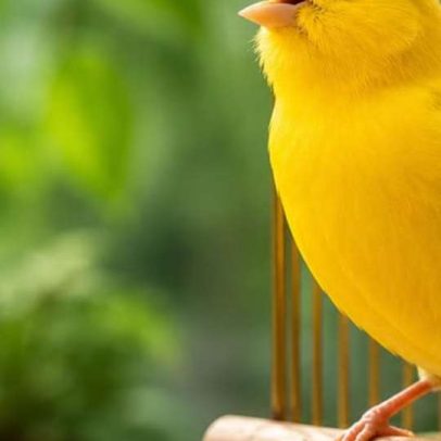 Canário, ave de canto melodioso, encanta gerações com beleza e serenidade