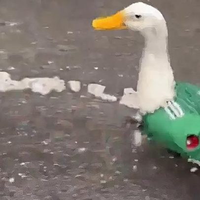 Pato Merlin viral ao vestir camisa do México em jogo da Copa