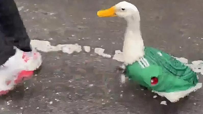 O pato Merlin é uma das sensações da Copa no México.