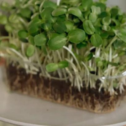 Erva de inverno, o vegetal mais saudável do mundo, cresce em dezembro
