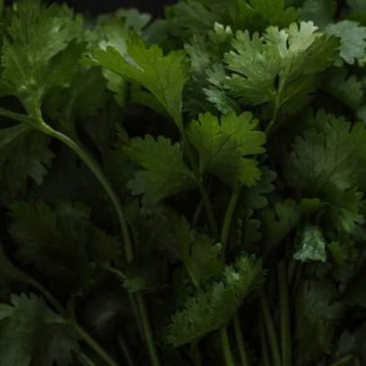 Guia para cultivar salsa em qualquer lugar e colher o ano todo