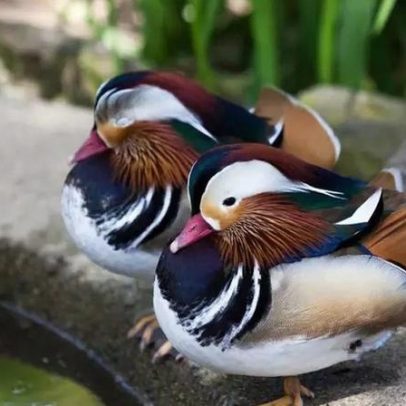 Aves dormem com metade do cérebro ativo e outra em repouso