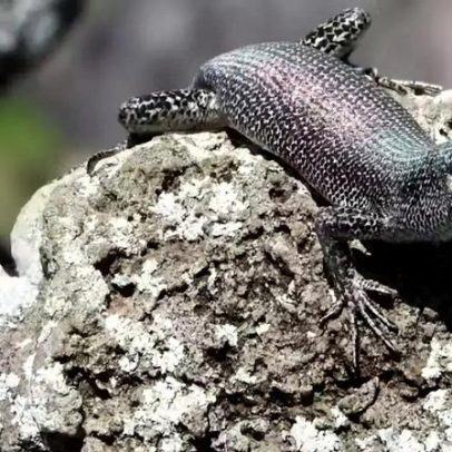 Ambiente insular afeta reprodução do lagarto típico de Fernando de Noronha