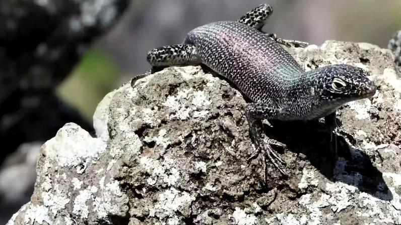 A pequena Mabuia-de-Noronha (_Trachylepis atlantica_) é um lagarto originário da África que evoluiu em Fernando de Noronha, ao longo de milhões de anos. Por seu isolamento, o arquipélago funciona um laboratório natural de evolução, e desperta grande interesse científico.