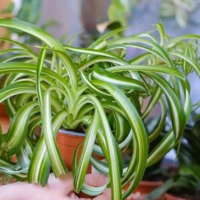 Planta ideal para banheiro reduz a umidade e o mofo