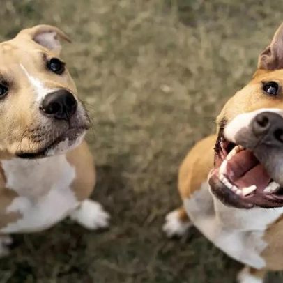 Elanco trata mais de 2 milhões de cães com Zenrelia