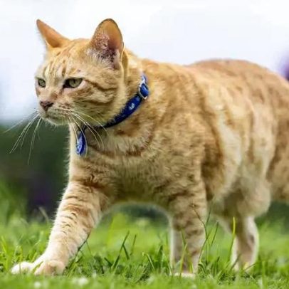 Gato Manês: o felino sem cauda que encanta pela origem e personalidade