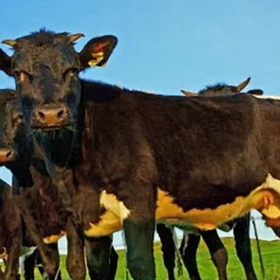 Acordo pós-Brexit atinge fortemente agricultores britânicos