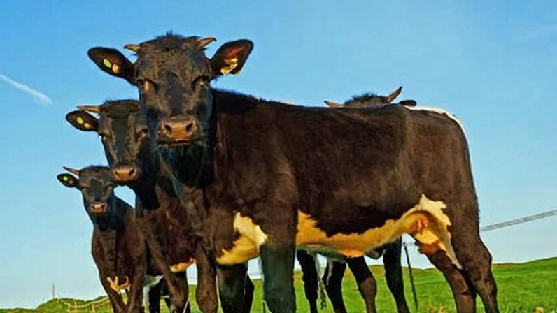 The rare breed of Gloucester cattle in the Cotswolds, England, could become even more rare due to the strain on British farms.