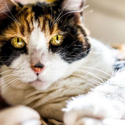 Gatos idosos: 7 mudanças comportamentais comuns