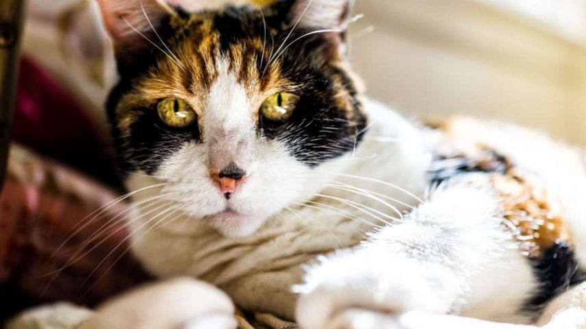 Quando idosos, os gatos tendem a dormir mais, brincar menos e buscar mais conforto