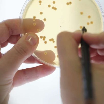 Uso de probióticos substitui antibióticos na produção animal