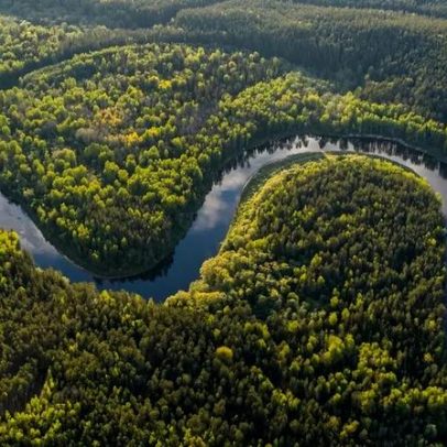 Nova espécie de aranha na Amazônia revela camuflagem extraordinária