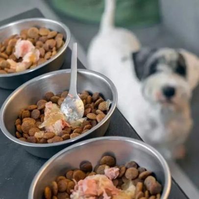 Premium, comum ou super premium — o que realmente importa na alimentação do pet