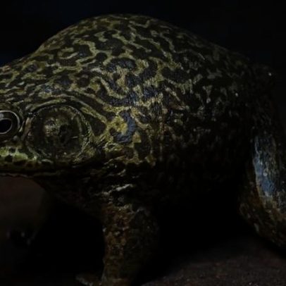 Rã invasora se espalha em Florianópolis e preocupa o ambiente