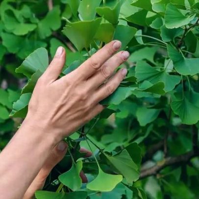 Planta milenar capaz de fortalecer cérebro e memória pode ser cultivada em casa
