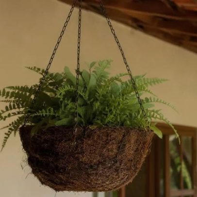 Xaxim: aliado tradicional de orquídeas e samambaias no cultivo ornamental