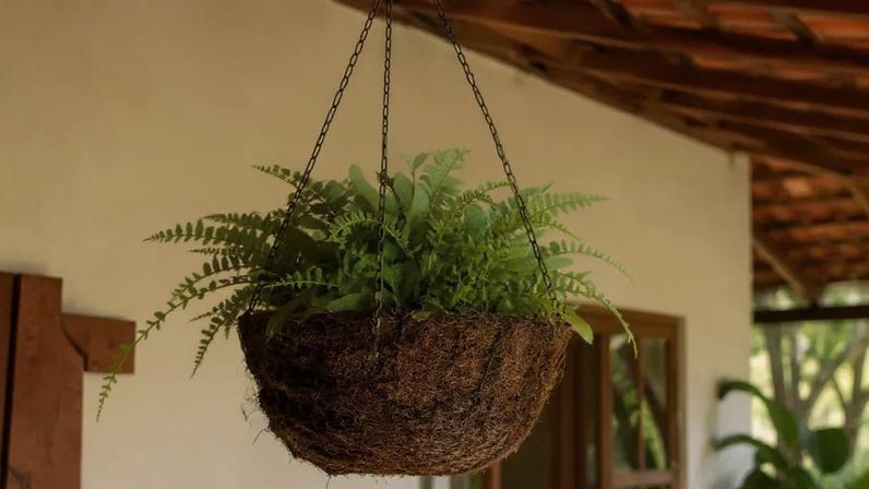 Xaxim: aliado tradicional de orquídeas e samambaias no cultivo ornamental