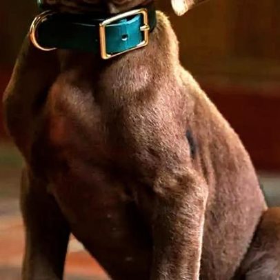 Scooby-Doo: primeira imagem da série da Netflix encanta fãs pela fofura