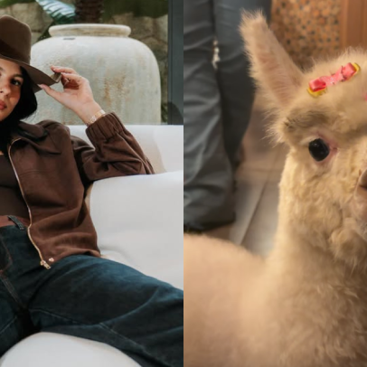 Ana Castela percorre 1.700 km para adotar alpaca em Santa Catarina