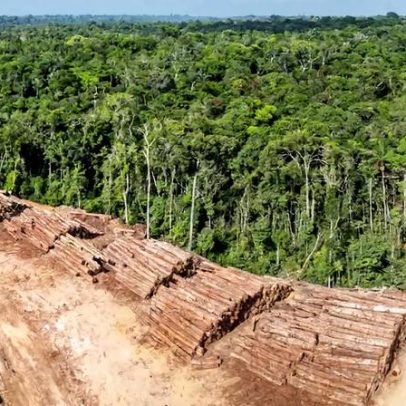 Pontos de inflexão na opinião pública podem proteger florestas tropicais