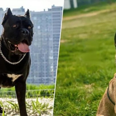 Cães de guarda na Espanha custam mais de R$ 80 mil e têm a mesma regulação de poodle