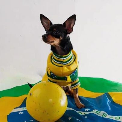Copa do Mundo: como proteger cães da ansiedade causada por fogos