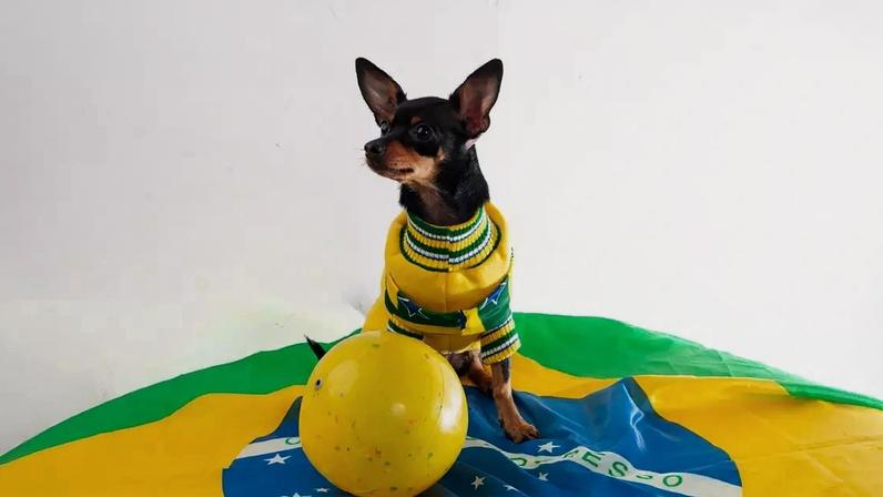 Casos de ansiedade e medo em cães tendem a aumentar durante períodos como a Copa do Mundo