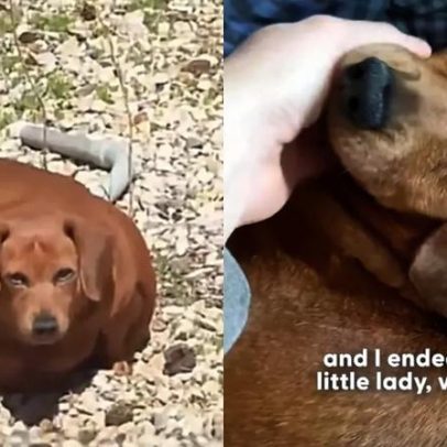 Cachorro salsichinha vence obesidade extrema e emociona internet