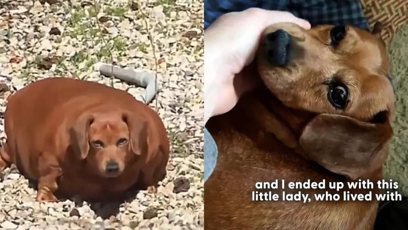 Cachorro salsichinha vence obesidade extrema e emociona internet