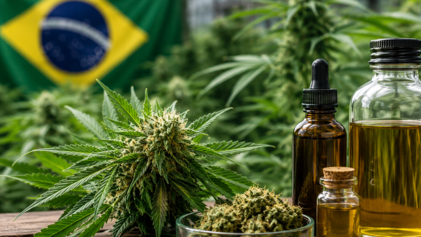 Cannabis Medicinal e seus óleos / DINO