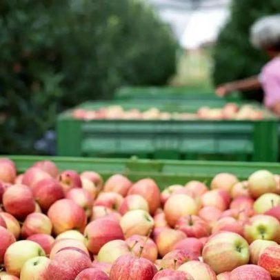 Umidade e temperatura ameaçam exportação de alimentos