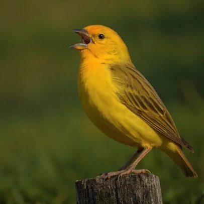 Canários-da-terra: canto popular e tráfico de fauna sob debate