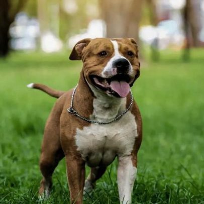 Características do American Staffordshire Terrier
