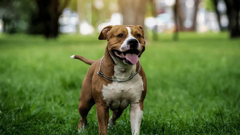 O american staffordshire terrier chama atenção pela estrutura robusta, agilidade e companheirismo