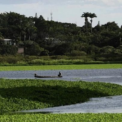 Espécies invasoras avançam sobre o Lago Paranoá
