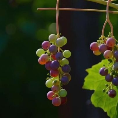 Esclarecimentos sobre mitos e verdades do suco de uva
