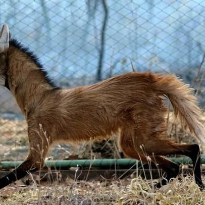 Zoológico de Brasília oferece programação gratuita do Missão Zoo no feriado