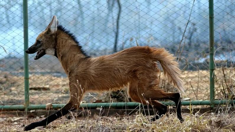 A proposta é aproximar crianças, jovens e adultos dos animais e da importância da conservação da biodiversidade - (crédito: Ed Alves/CB/D.A Press)