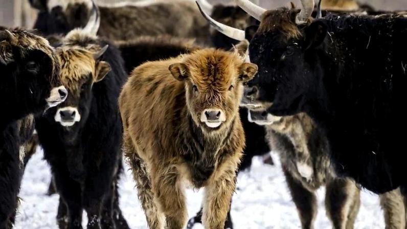 Oostvaardersplassen é um habitat importante para os gansos entre maio e junho