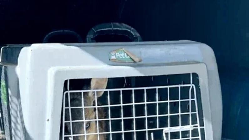 o animal foi disposto em uma caixa de transporte adequada e encaminhado ao Hospital Veterinário, onde permanece para avaliação clínica e tratamento adequado
