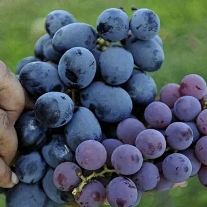Mitos e verdades sobre o consumo de suco de uva: o que dizem os especialistas